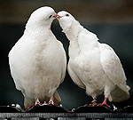 Размножение домашних голубей